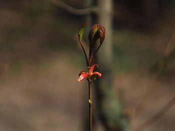 Close-up of red flowering plant