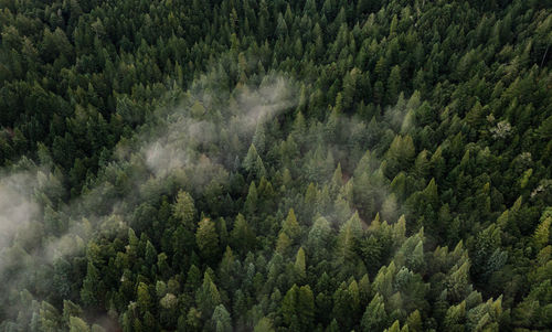 Aerial view of fog over dark pine forest trees