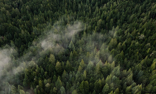 High angle view of trees in forest