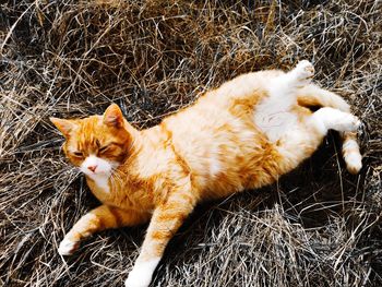 High angle view of cat relaxing on field