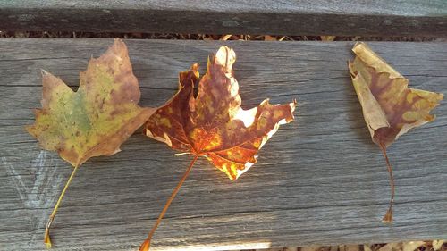 Close-up of dry leaves