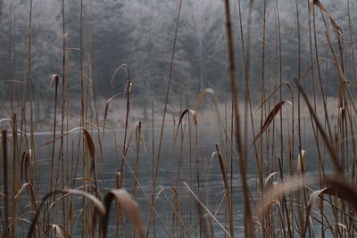 Scenic view of lake in forest