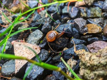Unique snail slowly walking on the rocks