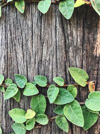 Close-up of fresh green tree trunk