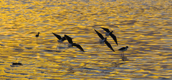 Black-necked stilts flying above sea at sunset