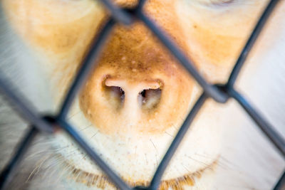 Close-up of animal seen through fence