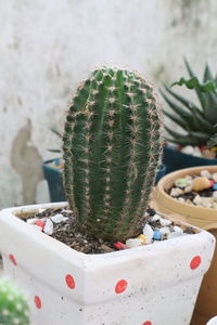 High angle view of succulent plant