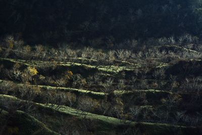 Full frame shot of trees