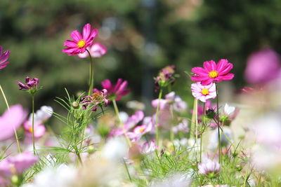 Close-up of pink flowering plants on field