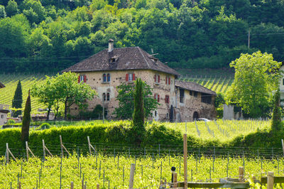 House and trees on landscape