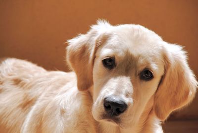 Close-up portrait of a dog