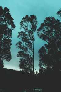 Low angle view of trees against sky