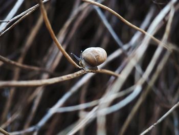 Close-up of snail on dry leaf