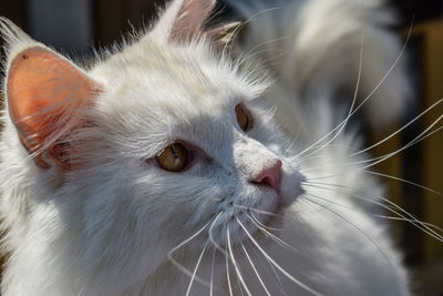 Close-up of cat looking away