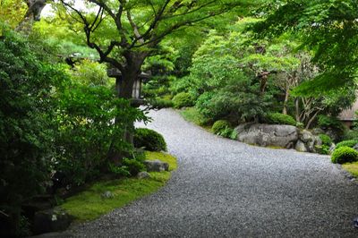 Footpath amidst trees