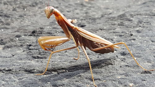 Close-up of insect