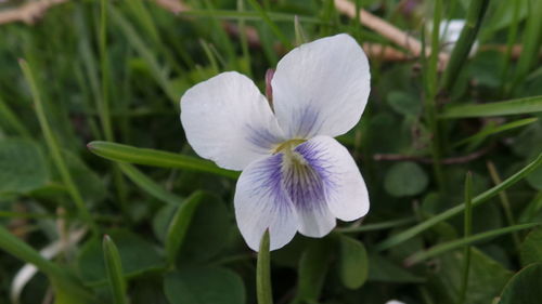 Close-up of purple flowers blooming outdoors