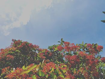 Low angle view of flowering plants against sky