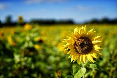 Close-up of sunflower on field