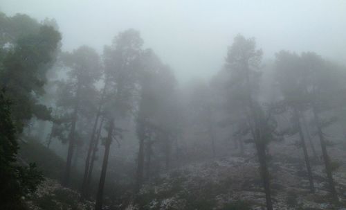 Trees in forest during foggy weather