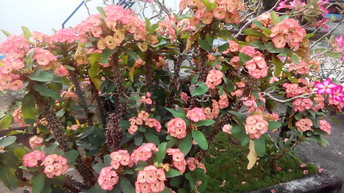 Close-up of pink flowers