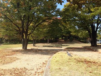 Trees in park