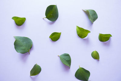 High angle view of plants against white background