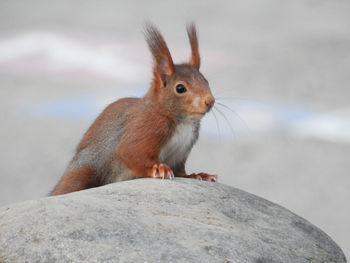 Close-up of squirrel