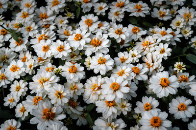 Close-up of white daisy flowers