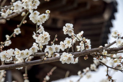 Close-up of white plum blossoms outdoors