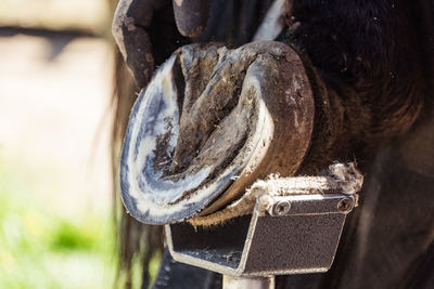 Horse farrier at work, trims and shapes a horse's hooves using rasper, knife. close-up of hoof.