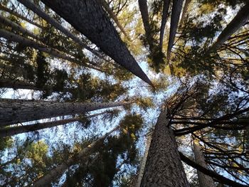 Low angle view of trees in forest against sky