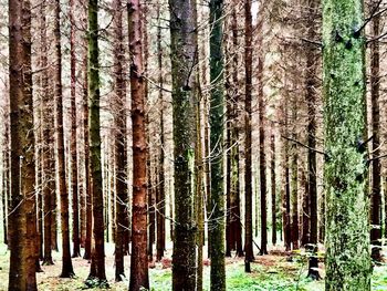 Panoramic shot of trees in forest