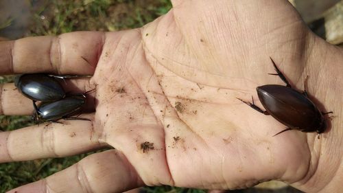 Close-up of hand holding insect