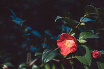 Close-up of red rose flower