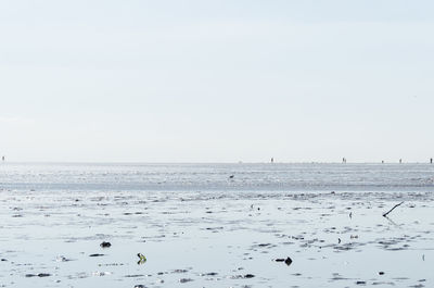 Birds flying over sea