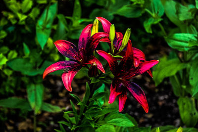 Close-up of pink flowers