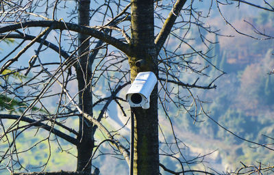 White camera on tree trunk