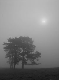 Trees on field by sea against sky during foggy weather