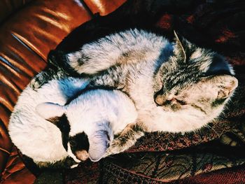 High angle view of cat sleeping on bed at home