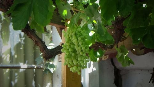 Close-up of fresh green plant