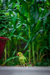 Bird perching on plant