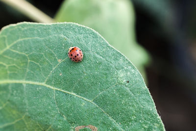 Close-up of ladybug on leaf