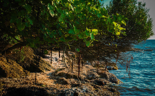 Trees growing on rock by sea