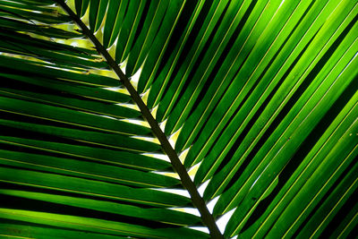 Full frame shot of palm leaves