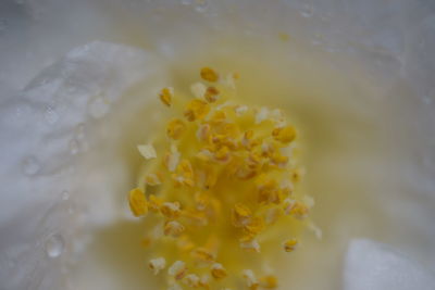Close-up of yellow flower against blurred background