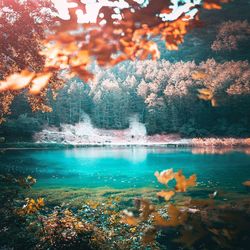 Scenic view of lake in forest during autumn