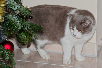 View of a cat and christmas tree