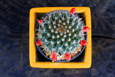 High angle view of cactus  succulent plant on table