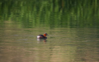 Little grebe duck, tachybaptus ruficollis, in breeding plumage swimming on the river